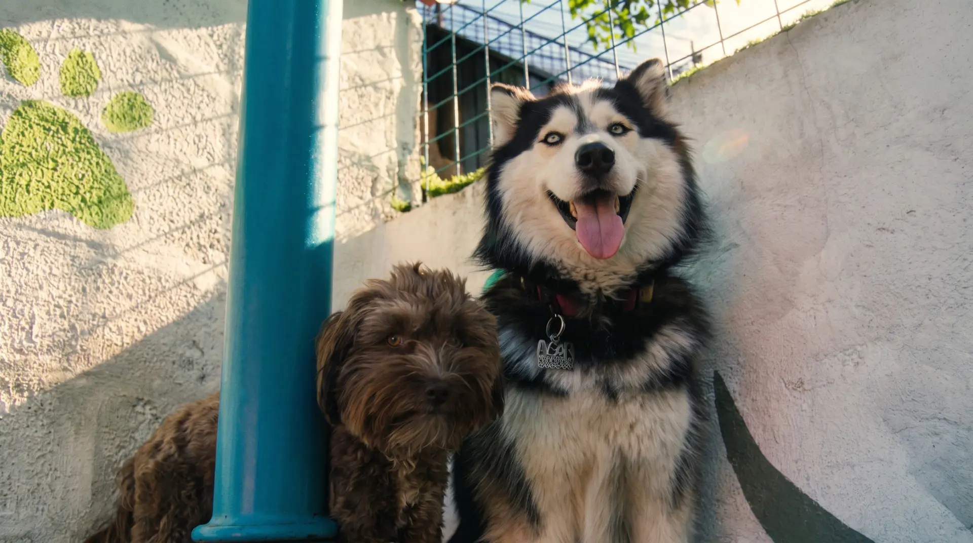 Dos perritos juntos en The Pet Spot Inn